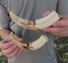 Two 8 inch Warthog Tusks, Warthog Ivory from African Warthog .55 lb for $60 (You are buying the tusks in the photo) 