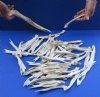 60 piece lot of Real Florida Alligator Jaw bones for sale 6 inches to 10 inches - You are buying the jaw bones pictured for $25.00
