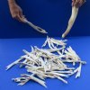 60 piece lot of Real Florida Alligator Jaw bones for sale 6 inches to 10 inches - You are buying the jaw bones pictured for $25.00