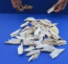 50 piece lot of Alligator top skull bones. You are buying the bones pictured for $10