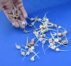 50 piece lot of assorted fish vertebrae bones measuring approximately 1-3/4 to 4 inches. You are buying the bones pictured for $22