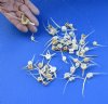 50 piece lot of assorted fish vertebrae bones measuring approximately 1-1/2 to 3-1/2 inches. You are buying the bones pictured for $22