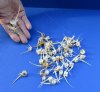 50 piece lot of assorted fish vertebrae bones measuring approximately 1-1/2 to 3-1/2 inches. You are buying the bones pictured for $22