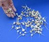 100 piece lot of assorted fish vertebrae bones measuring approximately 1-1/2 to 3-1/2 inches. You are buying the bones pictured for $39