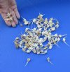 100 piece lot of assorted fish vertebrae bones measuring approximately 1-1/2 to 3-1/2 inches. You are buying the bones pictured for $39