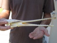 12-3/4 inch by 2-1/4 inch longnose gar skull (Lepisosteus osseus).  You are buying the skull pictured for $60.00