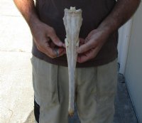 14-1/4 inch by 2-1/2 inch longnose gar skull (Lepisosteus osseus) for $65.00