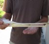 12-1/2 inch by 2-1/4 inch longnose gar skull (Lepisosteus osseus).  You are buying the skull pictured for $60.00