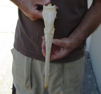 12-1/2 inch by 2-1/4 inch longnose gar skull (Lepisosteus osseus).  You are buying the skull pictured for $60.00