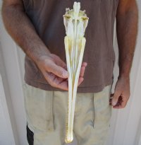 15-1/2 inch by 2-3/4 inch longnose gar skull (Lepisosteus osseus).  You are buying the skull pictured for $65.00