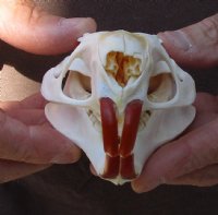 North American Nutria skull (Myocastor coypus) measuring approximately 4-1/4 inches long for $32 