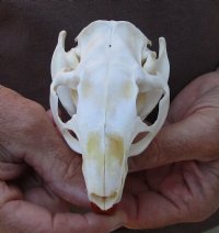 North American Nutria skull (Myocastor coypus) measuring approximately 4-1/4 inches long for $32 