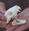 A-Grade North American skunk skull for sale measuring 2-3/4 inches long - you are buying the skull pictured for $26 