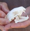 A-Grade North American skunk skull for sale measuring 3 inches long - you are buying the skull pictured for $26 
