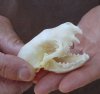 North American skunk skull with pathology for sale measuring 2-3/4 inches long - you are buying the skull pictured for $26 