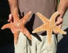 2 piece lot of X-Large Sugar Starfish 10 and 10-3/4 inches in size for $15/lot - You will receive the starfish pictured.