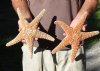 2 piece lot of X-Large Sugar Starfish 10-1/2 inches in size for $15/lot - You will receive the starfish pictured.