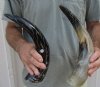 2 pc lot of Decorative Polished Buffalo Horn with carved lines design, 14 and 15 inches around the curve (you will receive the horns pictured) for $29/lot 