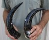 2 pc lot of Decorative Polished Buffalo Horn with carved lines design, 14-1/2 and 15-1/2 inches around the curve (you will receive the horns pictured) for $29/lot 