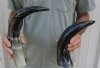 2 pc lot of Decorative Polished Buffalo Horn with carved lines design, 13 and 16 inches around the curve (you will receive the horns pictured) for $29/lot 