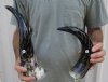 2 pc lot of Decorative Polished Buffalo Horn with carved lines design, 12 and 13-1/2 inches around the curve (you will receive the horns pictured) for $29/lot 