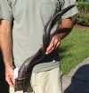 Polished Kudu horn for sale measuring 33 inches, for making a shofar.  You are buying the horn in the photos for $72