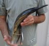 20 inches polished Indian water buffalo horn with wide base opening for sale - You are buying the one pictured for $30 (minor unfinished/rough areas)