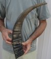 24 inch Raw water buffalo horn with rough/chipped base - You are buying the horn pictured for $28