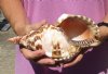 Caribbean Triton seashell 9 inches long - (You are buying the shell pictured) for $28 