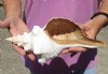 12 inches horse conch for sale, Florida's state seashell, review all photos as you are buying this one for $31