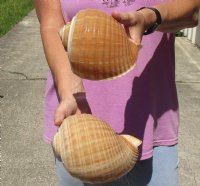 Two hand picked 6 inch Tonna Olearium, tun seashells - Available for Sale for $14/lot