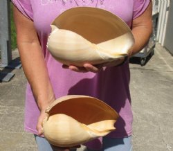 2 Philippine crowned baler melon shells for sale 8 inch - Buy Now for $14/lot