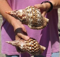 2 piece lot of Caribbean Triton Trumpet seashells measuring approximately 7" (You are buying the shells pictured) for $30.00/lot