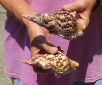 2 piece lot of Caribbean Triton Trumpet seashells measuring approximately 6" (You are buying the shells pictured) for $22.00/lot