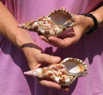 2 piece lot of Caribbean Triton Trumpet seashells measuring approximately 6"- For Sale for $22.00/lot