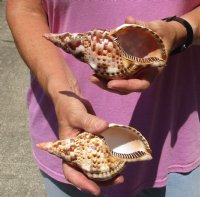 2 piece lot of Caribbean Triton Trumpet seashells measuring approximately 6" (You are buying the shells pictured) for $22.00/lot