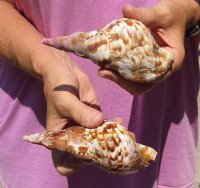 2 piece lot of Caribbean Triton Trumpet seashells measuring approximately 5" (You are buying the shells pictured) for $18.00/lot