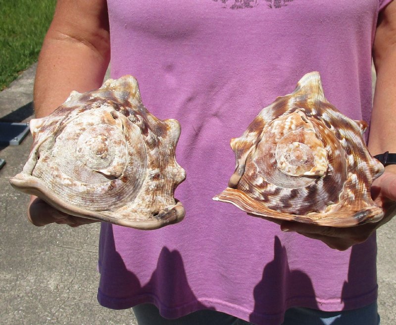 Two piece lot of King Helmet Shells