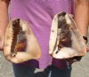 Two piece lot of King Helmet Shells approximately 7 inches for seashell decor - You are buying the shells shown for $20/lot (natural imperfections)