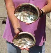 2 Natural Red Abalone Shells for Shell decor measuring approximately 6 inches wide, commercial grade - You are buying the 2 shells pictured for $28/lot