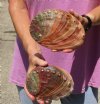 2 Natural Red Abalone Shells for Shell decor measuring approximately 6 inches wide, commercial grade - You are buying the 2 shells pictured for $28/lot