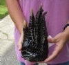 One Preserved in formaldehyde Florida Alligator Foot/Feet for sale 9-1/2 inches long - you are buying the foot pictured for $40