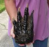 One Preserved in formaldehyde Florida Alligator Foot/Feet for sale 9-1/2 inches long - you are buying the foot pictured for $50