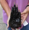 One Preserved in formaldehyde Florida Alligator Foot/Feet for sale 9-1/2 inches long - you are buying the foot pictured for $50