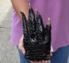 One Preserved in formaldehyde Florida Alligator Foot/Feet for sale 9 inches long - you are buying the foot pictured for $50