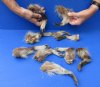 10 piece lot of North American Raccoon legs cured in formaldehyde, measuring 5 to 7 inches in length - you will receive the legs pictured for $30/lot