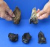 5 piece lot of Wild Boar ears measuring 3 to 4 inches long - You are buying the lot of ears pictured for $25