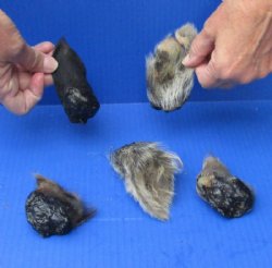 5 piece lot of Wild Boar ears measuring 3 to 4 inches long - $5