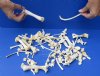 100 pc lot of raccoon/wild boar and coyote bones measuring approximately 1/2 inch up to 8 inches in size.  You are buying the assorted small bones pictured for $30.00