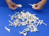 100 pc lot of raccoon/wild boar and coyote bones measuring approximately 1/2 inch up to 5 inches in size.  You are buying the assorted small bones pictured for $30.00